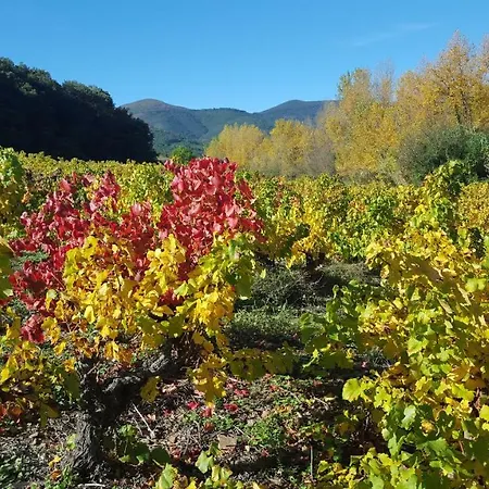 Ceps Bed & Breakfast Roquebrun